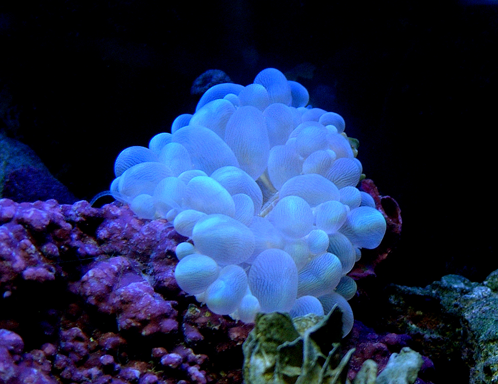 Bubble coral