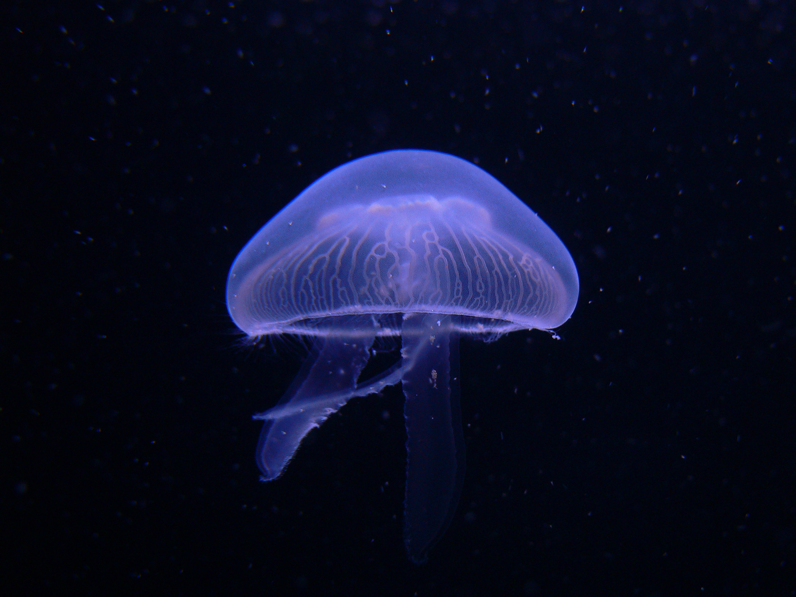 A jellyfish glowing in the dark